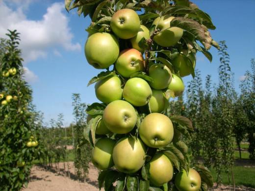  Консультации по выращиванию яблок в Калининградской области окажут садоводы из Польши