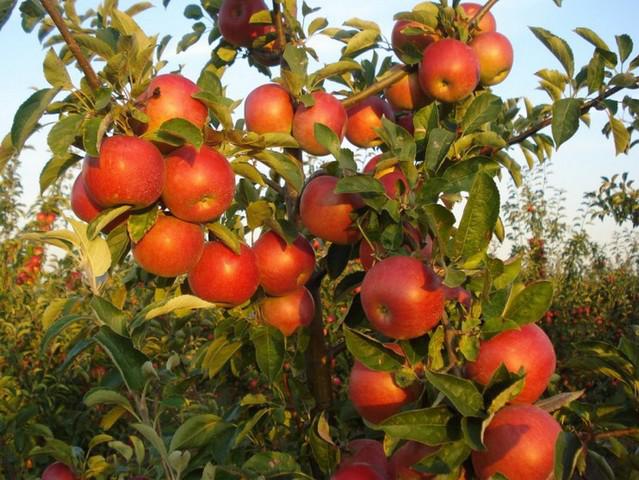  Поставки польских фруктов на рынок Азербайджана расширяются