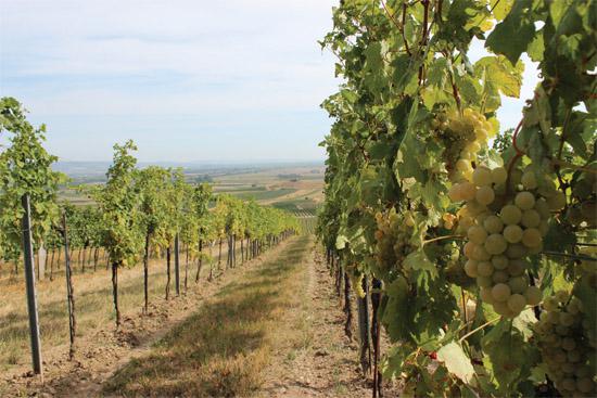  Секреты винопроизводства австрийской винодельни Prieler