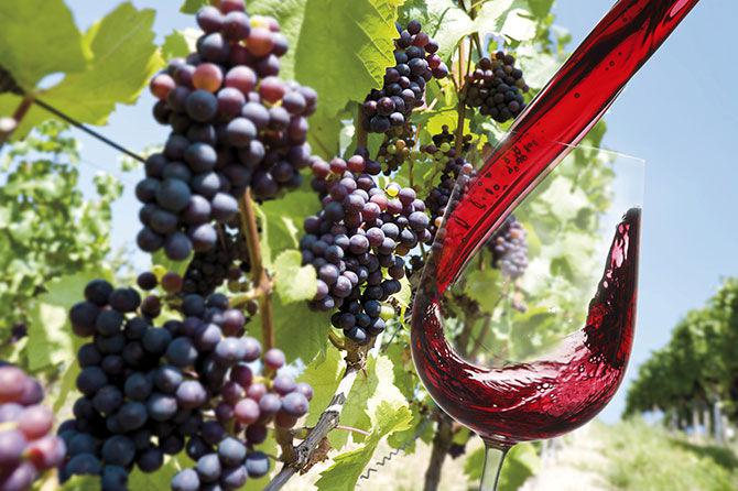  В 2015 году Россия произведет 70 млн литров вина. Половину этого объема составят крымские вина