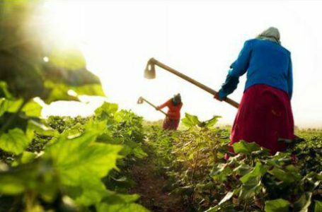 Меморандум с МВФ отменит налоговые льготы для аграриев