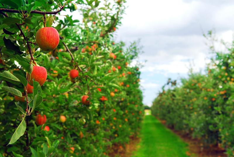  Молдова: производители фруктов требуют принятия срочных мер для избежания коллапса в отрасли садоводства
