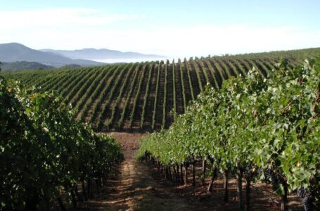 На винную карту Европы попадут виноградники Сассекса