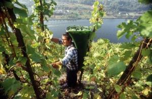  Фермерское виноделие в Крыму оказалось под угрозой исчезновения