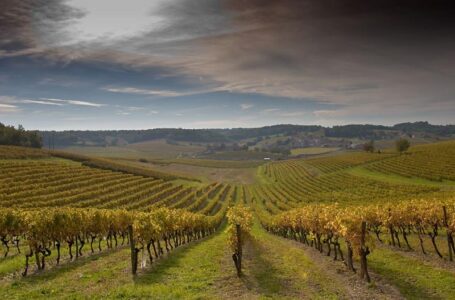 Крыму выделят 650 млн руб на развитие виноградников и садов