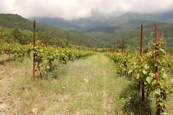  Впервые за 20 лет «Массандра» заложила новые виноградники