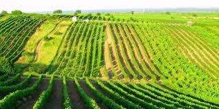  Россия вложит 100 млн долларов в развитие виноградников Крыма