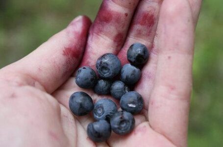 Украинские производители испытывают сложности с экспортом ягод