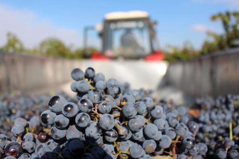  До конца года винодельческая отрасль Узбекистана переработает 132 тысячи тонн винограда
