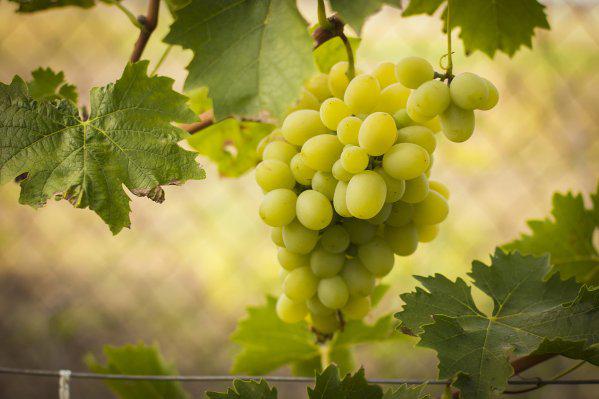  В Молдове начался сбор винограда