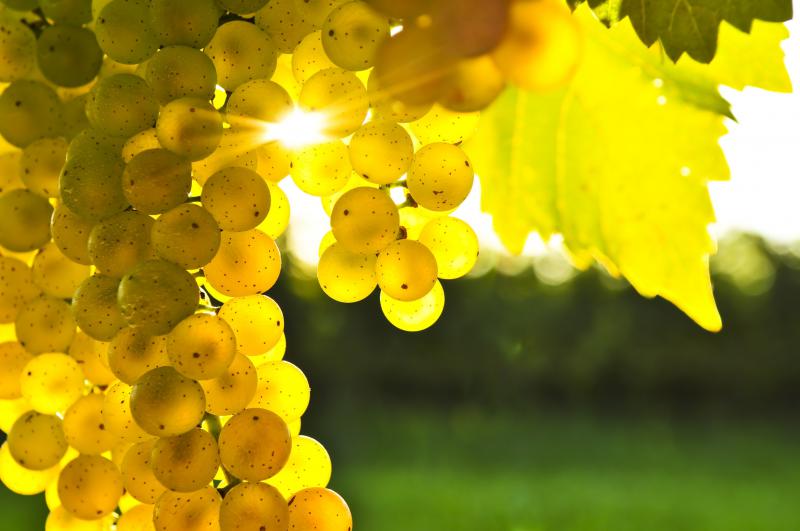 В текущем году в Дагестане планируется собрать около 146 тысяч тонн винограда