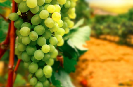 Иностранцы инвестируют в выращивание винограда в Болгарии