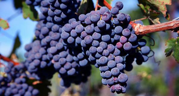  На Кубани началась уборка винных сортов винограда