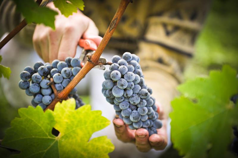  Италия приблизилась к рекорду по сбору винограда