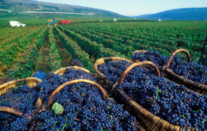  Грузия: сбор винограда стал поводом для конфликта между правительством и ЕНД