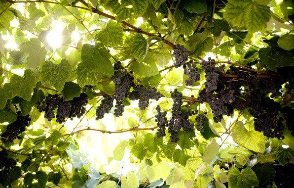  В Дагестане больше всего винограда собрали в Дербентском районе
