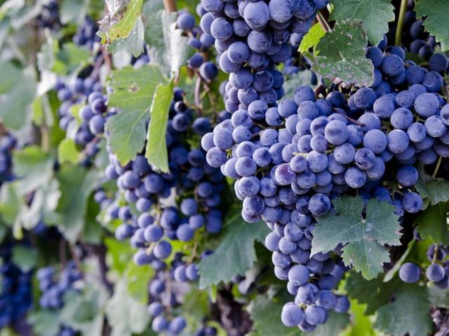  Грузия: государство будет принимать излишний виноград за 60 тетри