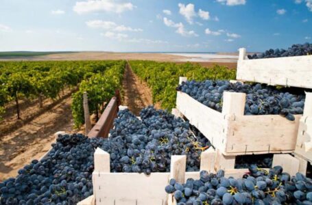 Виноградари Дагестана уже собрали более 58 тыс т ягод
