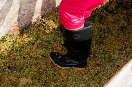 Китайские журналисты приняли участие в ртвели