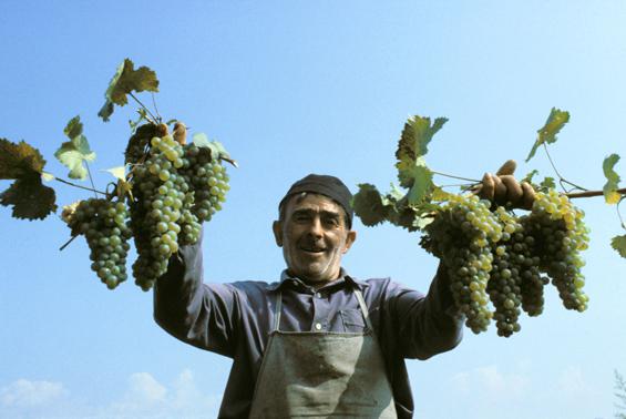  Плохие ожидания грузинских виноделов на рынке Казахстана не оправдались
