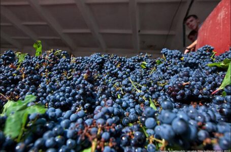 В Кахети зафиксирован рекорд по переработке винограда за сутки