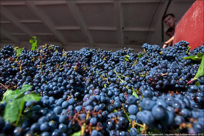  В Кахети зафиксирован рекорд по переработке винограда за сутки
