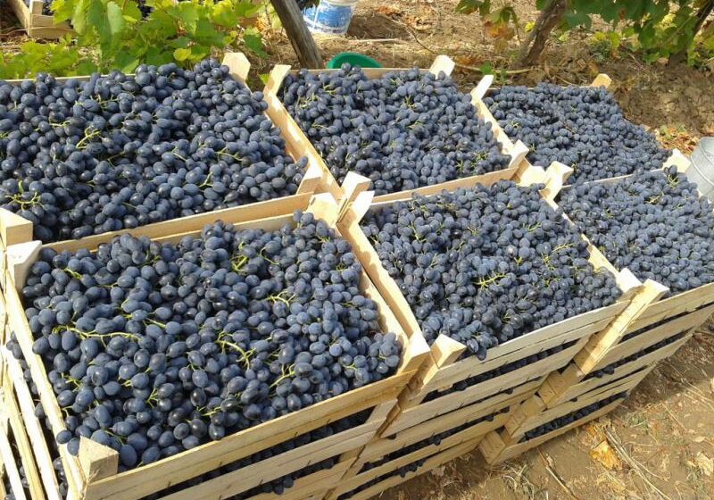  Урожай винограда в Армении может составить 300 тысяч тонн – министр