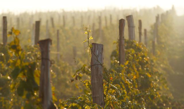  В Италии дорожают виноградарские фермы