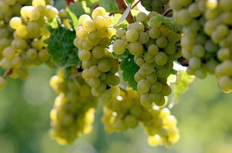 Больше 130 тысяч тонн винограда собрано в Дагестане