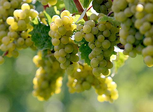  Больше 130 тысяч тонн винограда собрано в Дагестане