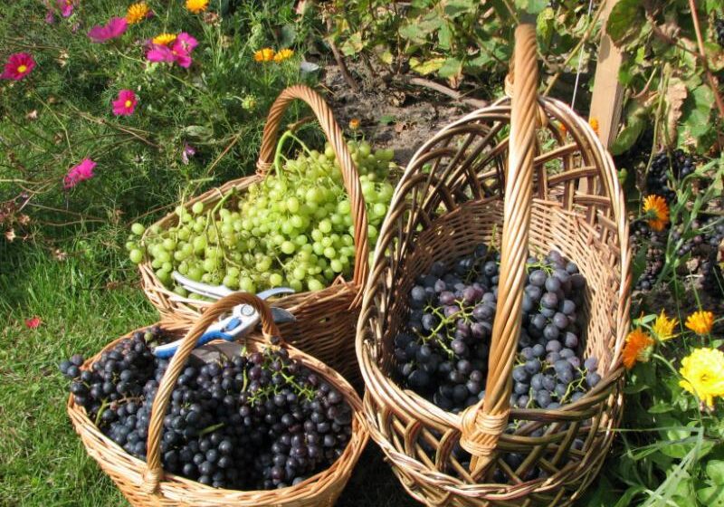  Текущая статистика Минсельхоза: урожай винограда в Армении составляет около 276 тыс. т