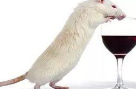 Крымские ученые тестируют методы лечения вином на крысах