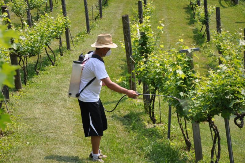  Виноделы Европы получат компенсацию за загубленный урожай