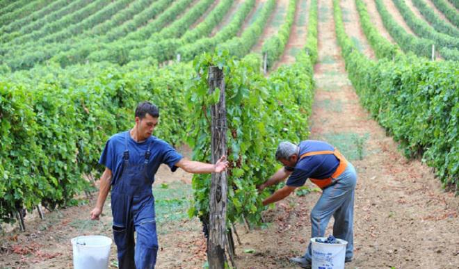  Виноградари Крыма в этом году планируют собрать 60 тыс тонн урожая – профильный министр