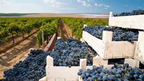  В Дагестане выполнен план уборки рекордного урожая по винограду
