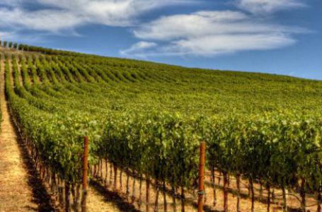 Урожайность виноградников Севастополя в этом году ниже на 30% – правительство города