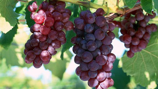 В Грузии субсидии на виноград будут постепенно отменены