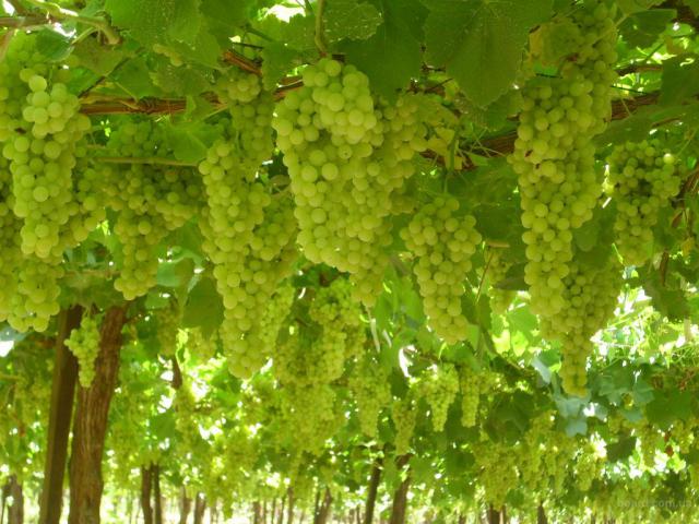  Британские виноделы соберут рекордный урожай винограда в этом сезоне