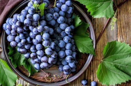 Рекордный за последние 30 лет урожай винограда собрали в Дагестане