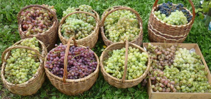  Минсельхоз Крыма: треть урожая винограда потеряна из-за погоды