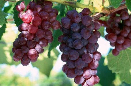 На развитие садоводства и виноградарства на Кубани направят 900 млн рублей