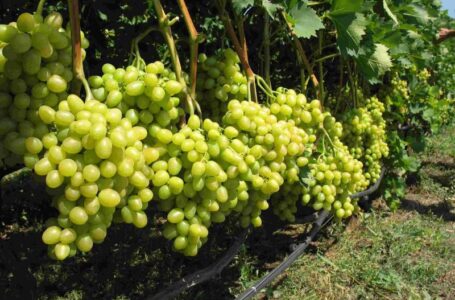Восточные районы Ставрополья могут стать крупнейшими производителями винограда в России