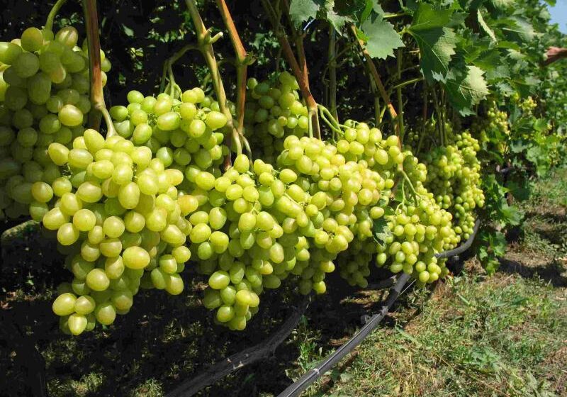  Восточные районы Ставрополья могут стать крупнейшими производителями винограда в России