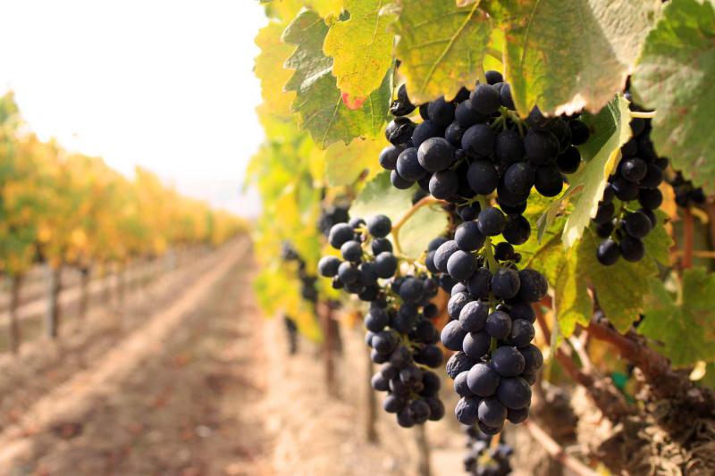  Присоединились новые участники конференции «Земельные отношения в виноградарстве: проблемы решаемы!»