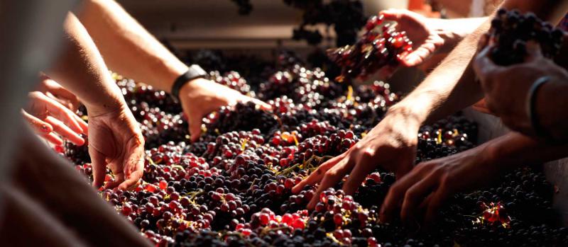  Виноделию в Чили угрожает изменение климата
