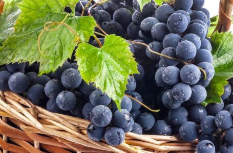 Минсельхоз Ставрополья поможет начинающим виноградарям
