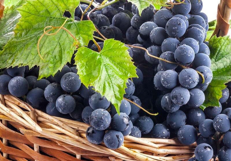  Минсельхоз Ставрополья поможет начинающим виноградарям