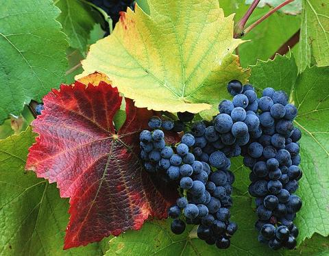  В Молдове сократился урожай винограда