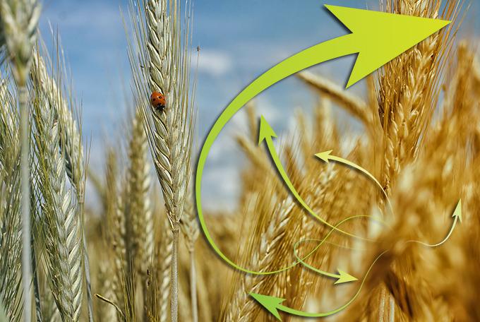  В Украине одобрена Стратегия развития сельского хозяйства на 2015-2020 годы