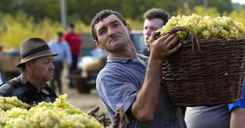  Виноградари в Армении провели митинг с требованием выплат за урожай